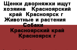 Щенки дворняжки ищут хозяина - Красноярский край, Красноярск г. Животные и растения » Собаки   . Красноярский край,Красноярск г.